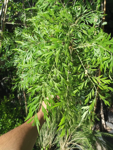 Grevillea Robusta, Roble Australiano, Roble Sedoso 10lts