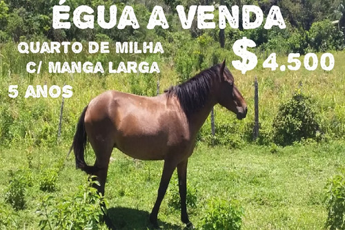 Imagem 2 de 2 de Duas Éguas A Venda