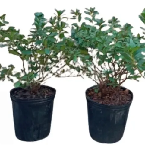 Rhododendron  (azalea)  5lts