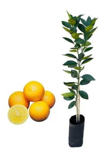 Muda Frutífera De Laranja Lima Citrus Sinensis Enxertada