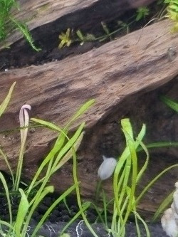 Caracol Physa Para Acuario De Agua Dulce Tropical O Fría 5+1