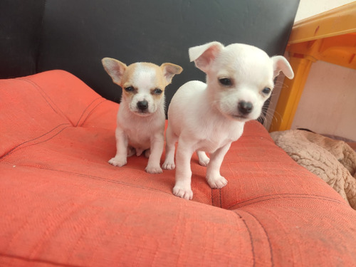 Cachorros Chihuahua