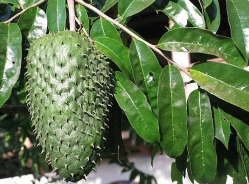 Guanabana ( Muricata ) (certificado)