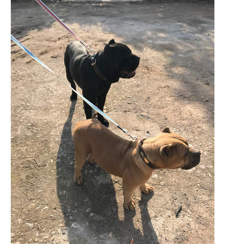 Correa De Entrenamiento Resistente De Algodón Para Perros