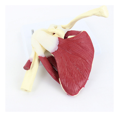 Articulación Del Hombro Humano Con Modelo Muscular
