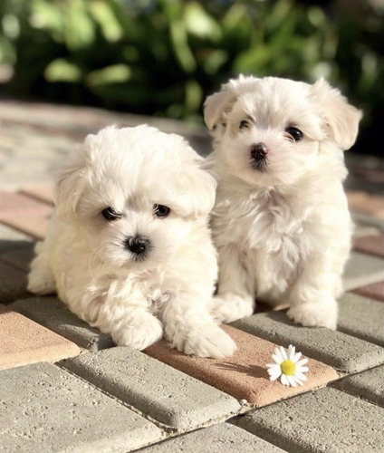 Cachorros Maltipo