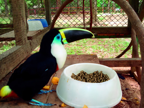 Masai Comida Para Tucanes Y Aves Sensibles Al Hierro 10 Kg