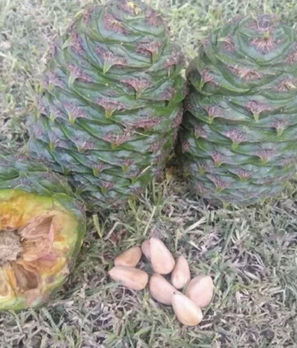 Piñón De Araucaria Australiana Gastronomía O Germinal