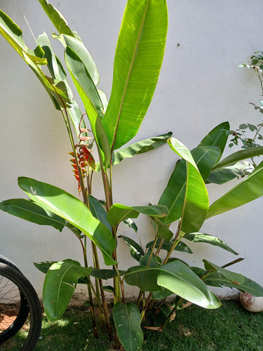 Heliconia Rostrata (2 Risomas) Vermelho