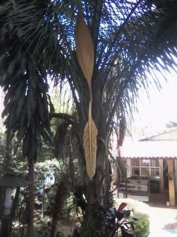 Imagem 7 de 8 de Area À Venda No Jardim Faculdade - Sorocaba/sp - Ar00802 - 4237814