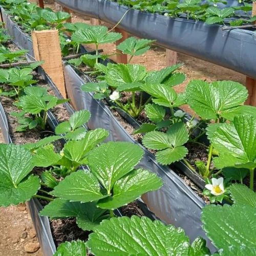 3 Calha Cultivo Morango Suspenso Com 102x0,45 Mts 200 Micras