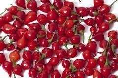 Pimenta Iracema Biquinho Vermelha 1,6g = 615 Sementes Aprox