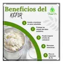 Comprar Kefir  Agua Leche Hongos  Nodulos  Bulgaros Coliflor Y Arroz