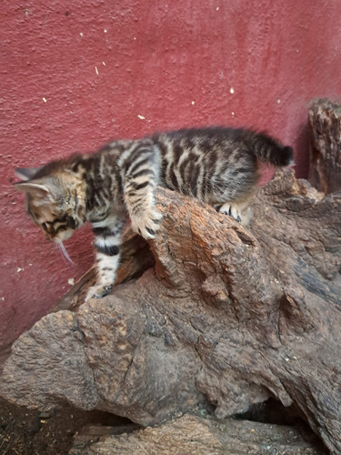 Gatito Bengal- Bengali- Bengal No Siames/exotico/persa