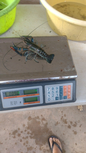 Imagen 9 de 10 de Langosta Australiana Redclaw Crayfish Congelada Chica 1kg