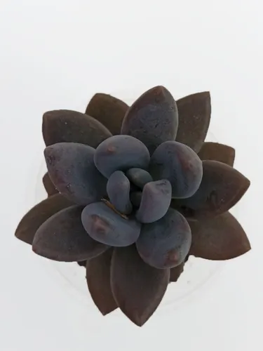 S. Blue Mist Suculenta