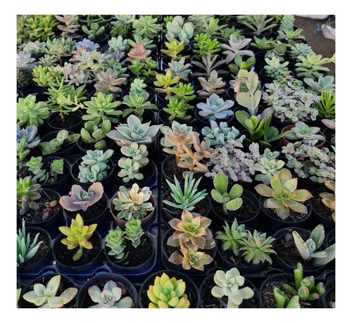 Kit 10 Mudas Flor Suculentas Promoção