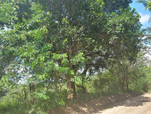 Imagem 6 de 8 de Chácara Em Mata De São João