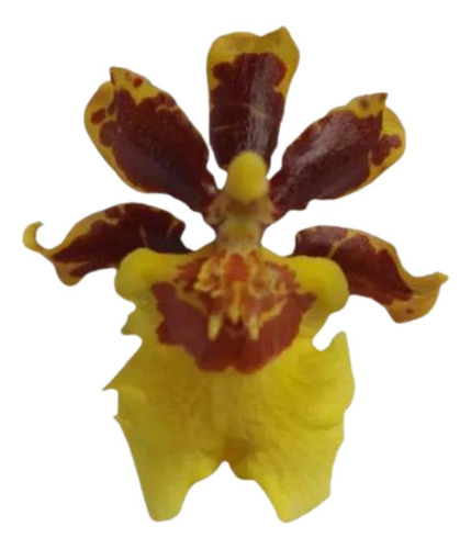 Orquidea Oncidium Tropic Storm Pote 15 Planta Adulta Rara