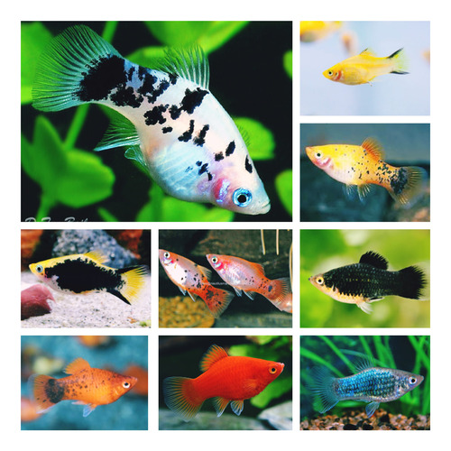 Nutrafin Max Peces Vivíparos Y Ovíparos Con Tubifex 48gr