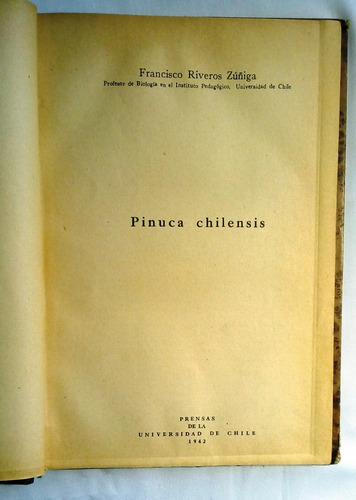 Pinuca Chilensis.     Francisco Rivera Zúñiga.
