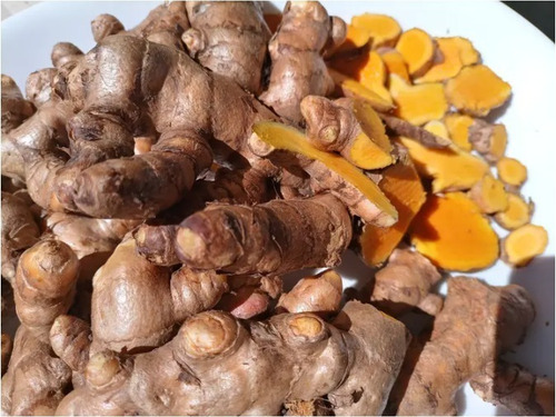 Açafrão Raiz Cúrcuma Açafrão Da Terra 30 Rizomas Frescos