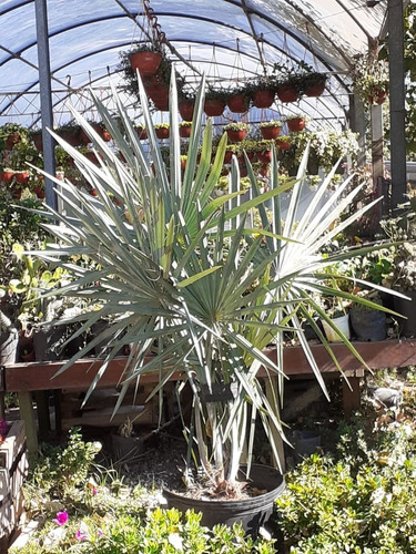 Palmera Bismarckia Nobilis 110lts (seña)