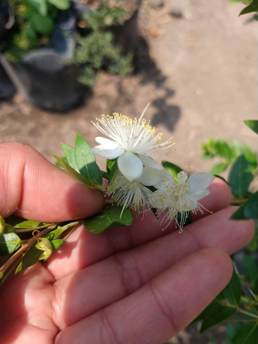 Imagen 3 de 6 de Planta De Mirto Myrtus Communis