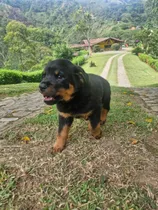 Comprar Cachorros Rottweiler Perros Medellín Bogotá Cali
