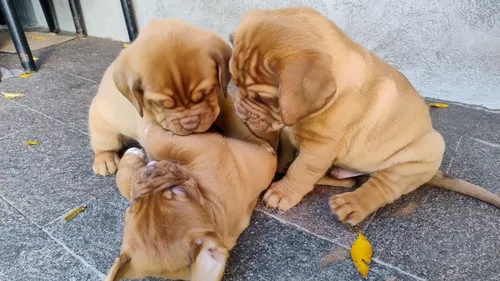 Dogo De Burdeos