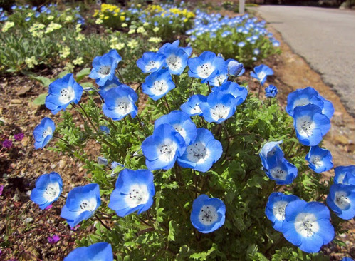 Nemophila Menziesii Baby Blue Eyes Flor Sementes Para Mudas
