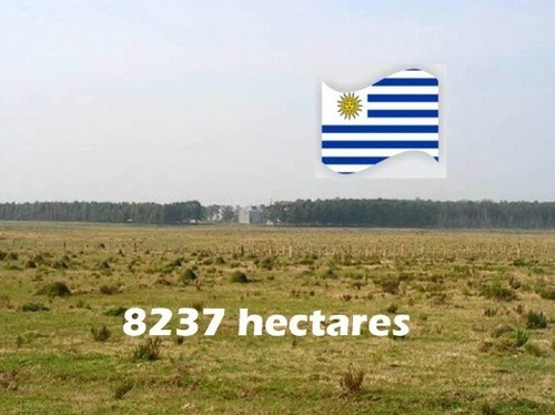 Fazenda Com 8.237 Hectares Em Treinta Y Tres - Uruguai
