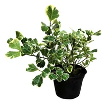 Comprar Planta De Ficus Triangularis Variegado Deco Vintage Interior