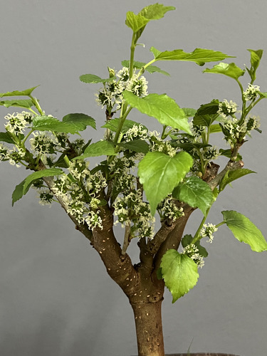 Bonsai Mora Flores Y Frutos N3 10 Añosmaceta Ceramica Esmalt