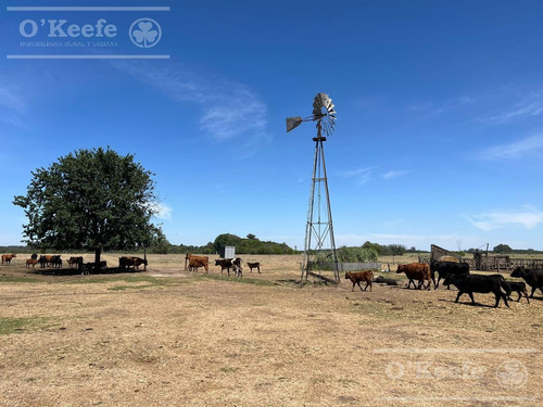 Campo En Venta De 50 Has En Carlos Keen - A 1 Hora De Caba