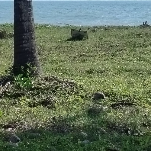 Terreno Frente Al Mar En Playa Espíritu, Sinaloa, Junto A Anp. Alta Plusvalía Con Reactivación Del Cip Turístico Federal. A 2 Hrs De Mazatlán. Ideal Para Ecoturismo O Desarrollo Sustentable.