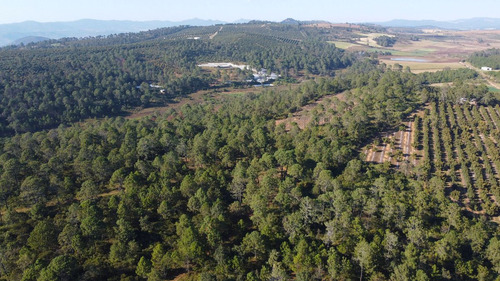 Terrenos En Venta En El Bosque Cercano A Tapalpa, Sayula Y San Gabriel