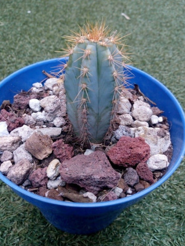 Pilosocereus Azureus {cactus Azul}