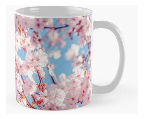 Taza X4 Árbol De Sakura [flor De Cerezo] Calidad Premium