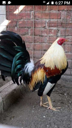 Gallos De Combate De Trios Americanos Sweder Y Kelso