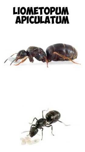 Queen Hormiga Escamolera Liometopum Apiculatum Con Larvas