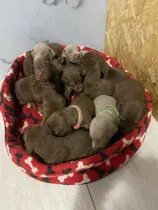 Comprar Cachorro Doberman