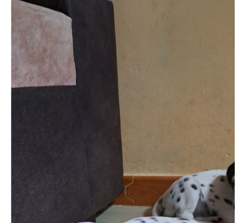 Dalmatas Cachorros