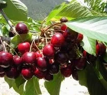 Comprar Cerezo Dulce Semillas Promocion Todas Germinan