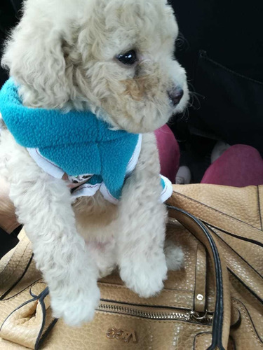 French Poodle