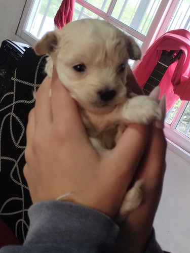 Caniche Toy Puros