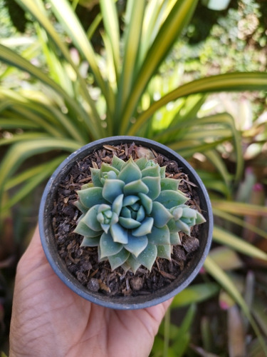 Planta Suculenta En Maceta 10cm