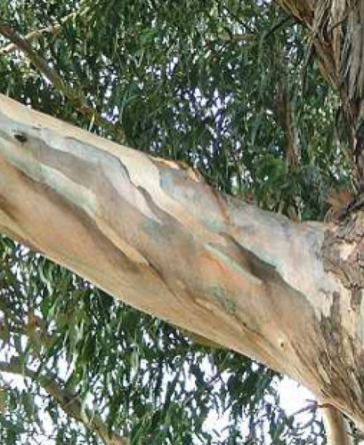 Imagem 6 de 10 de 200 Sementes Eucalipto Azul Eucalyptus Globulus
