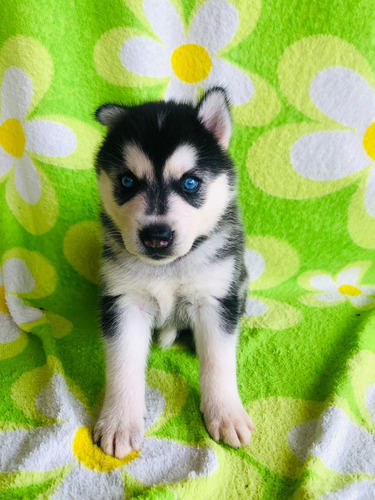 Husky Siberiano 