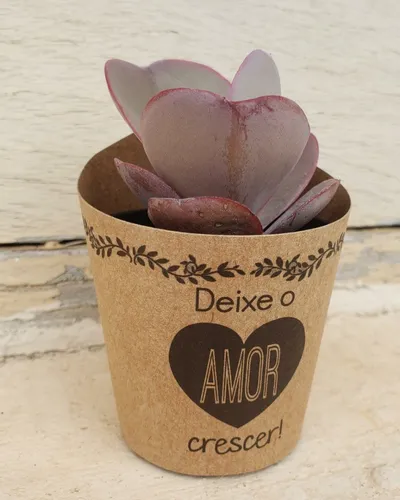 comprar 60 Mini Suculentas Com Rótulos E Tag Personalizados